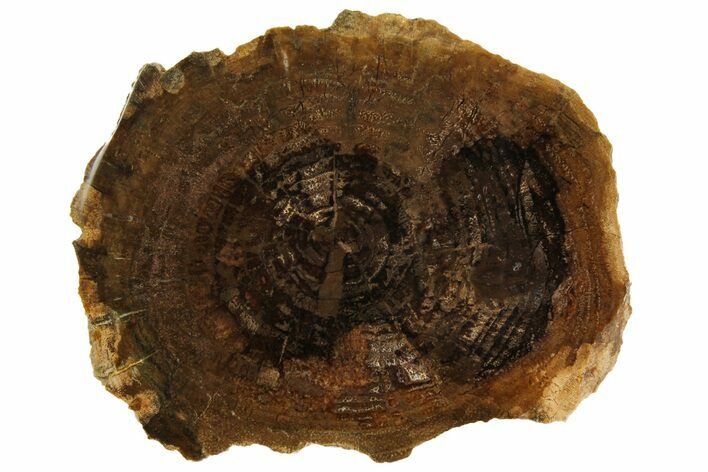 Petrified Black Ash (Fraxinus) Round - McDermitt, Oregon #166413